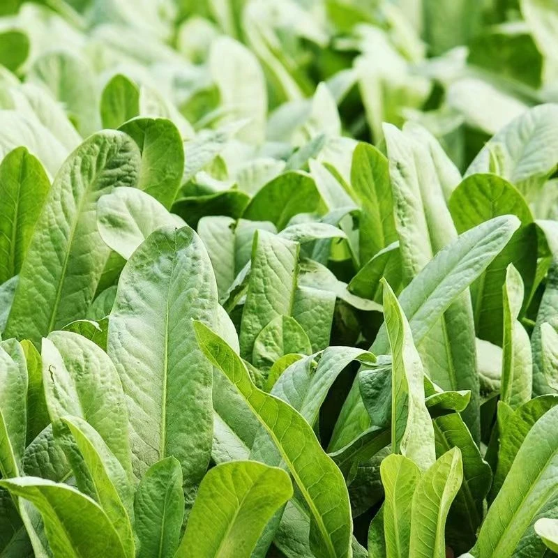 油麦菜种子春秋四季都可播种