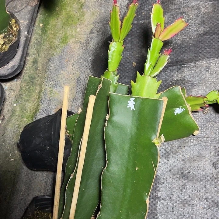 桑吉塔嫁接小苗带盆发货一颗16.8