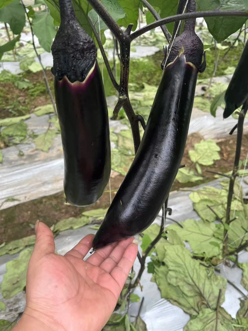 【买2斤送一斤】农家茄子四川农家自种应季蔬菜