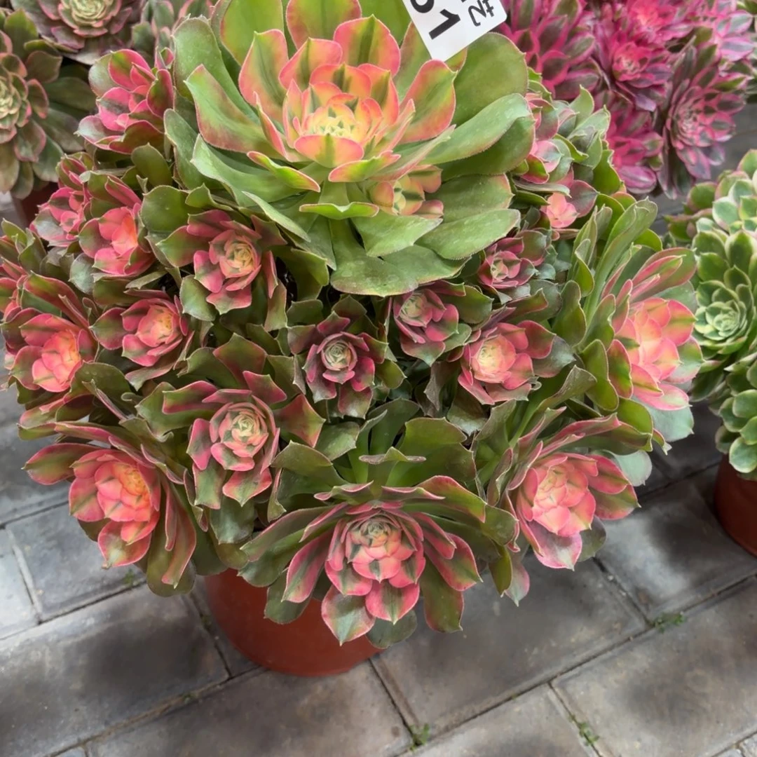 吉***人香妃福利551肉肉肉肉肉肉