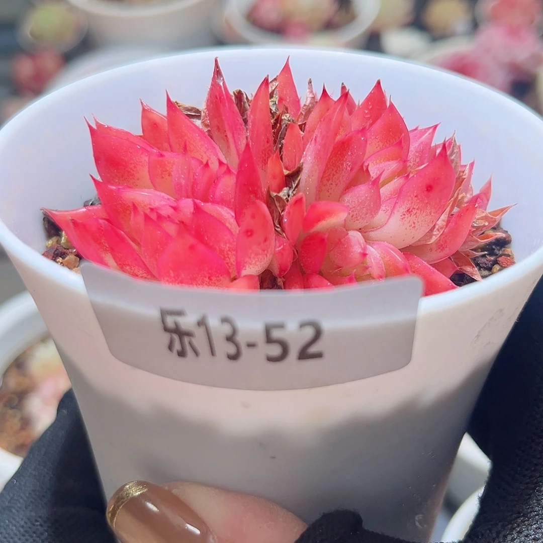 乐13-52 安吉拉群