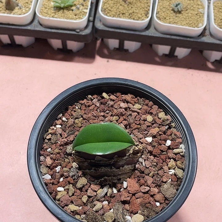 125产地红花血莲块根