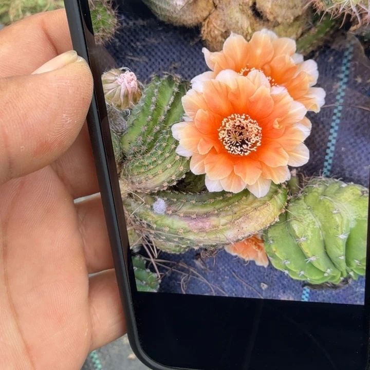 彩草白檀杂侧芽一个