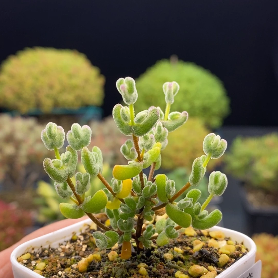 079月曲。          枝干