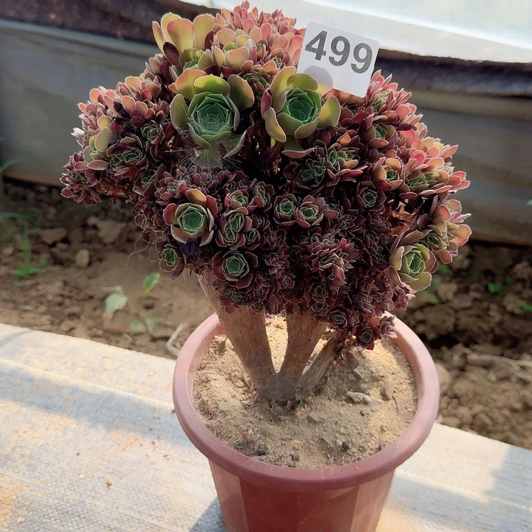 499玫瑰朵朵一颗满28包邮