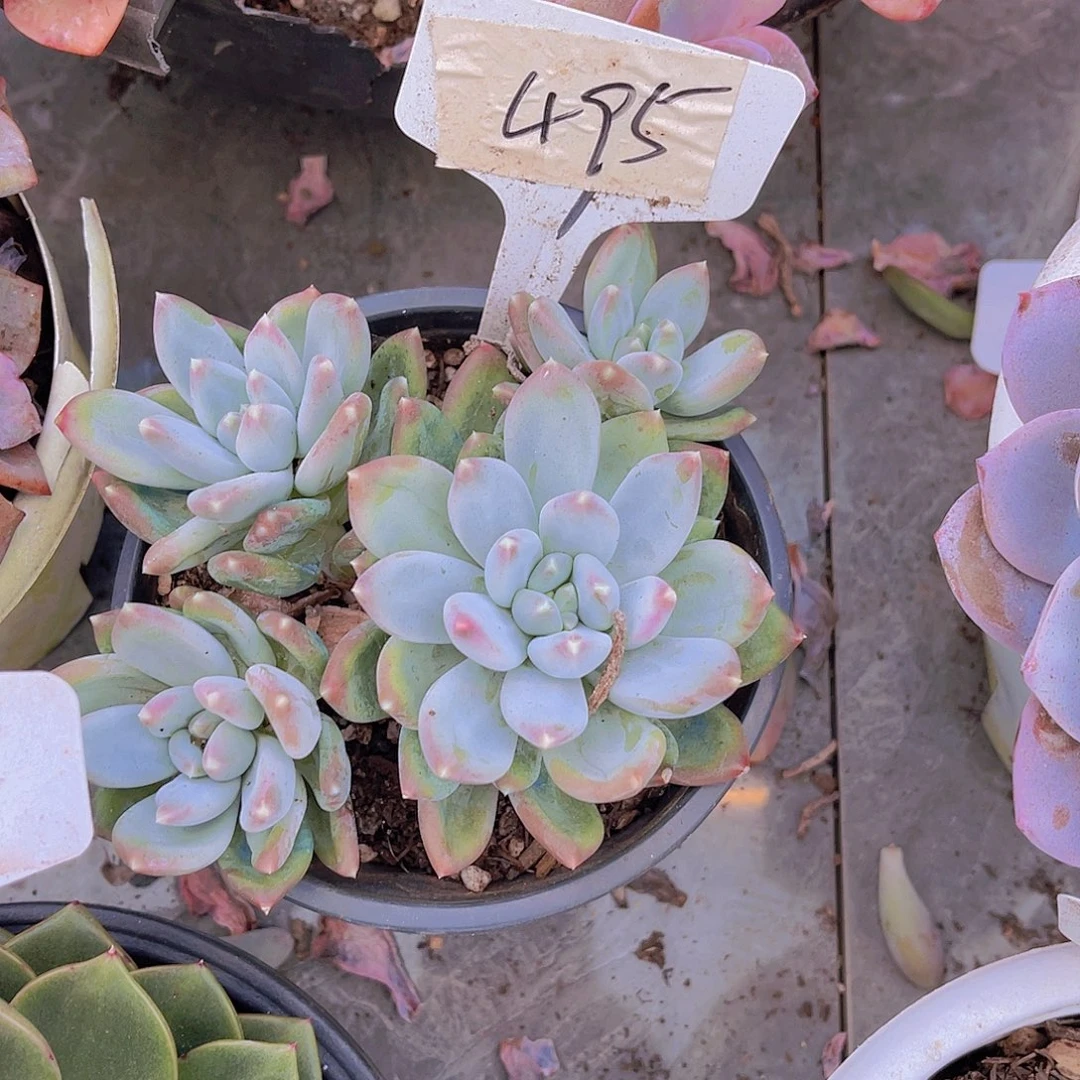 芙***子00000000000000495