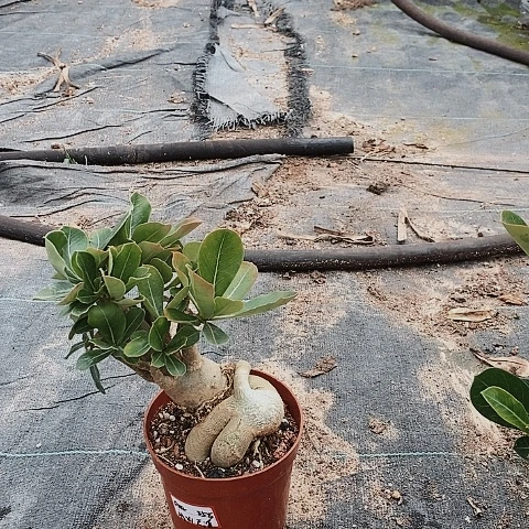 【闪购商品】放**涯绿植