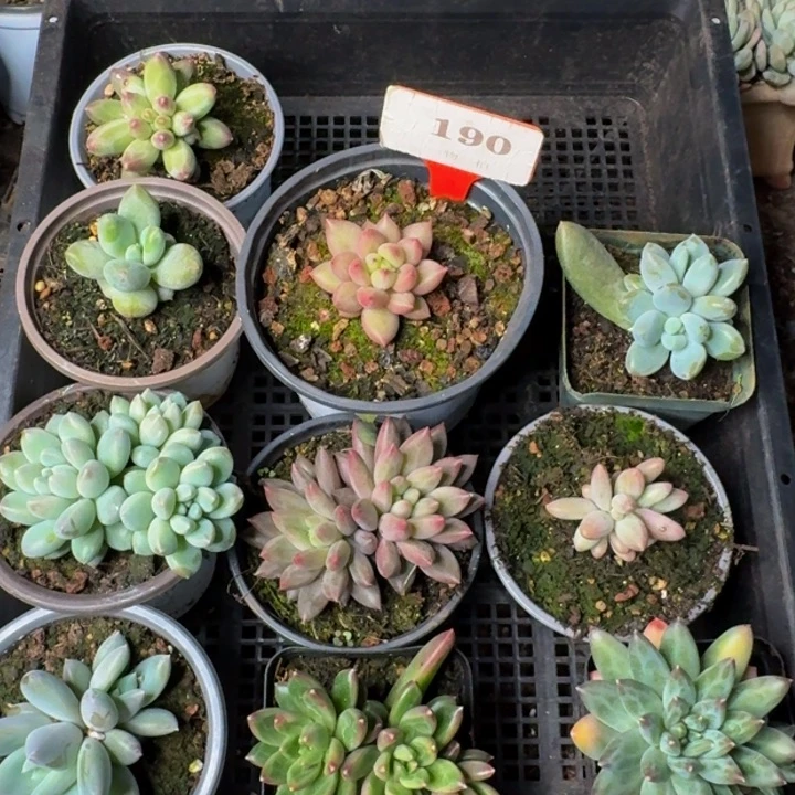 190多肉植物一物一拍