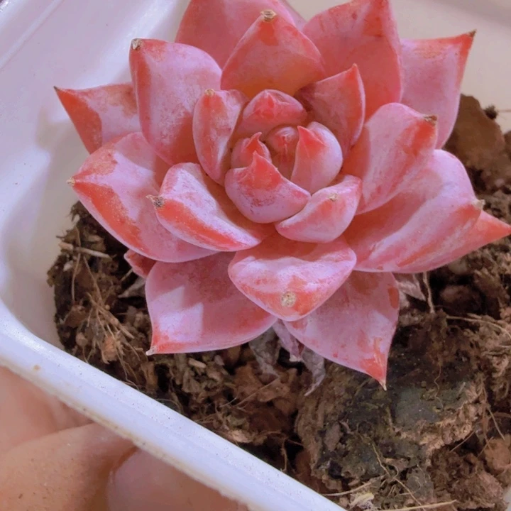 韩版粉蓝鸟福利一颗