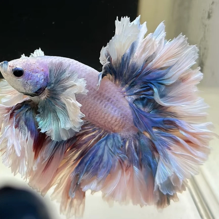 A6（121-144）泰国斗鱼小型热带观赏鱼耐活好养（直播间选鱼）