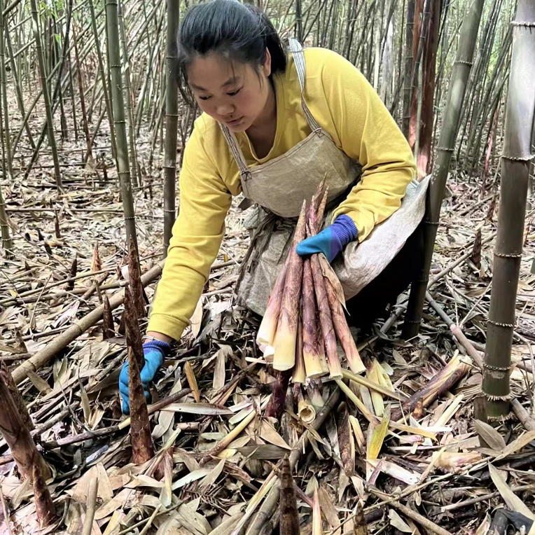 昭通现摘新鲜带壳方竹笋顺丰发货当季特产
