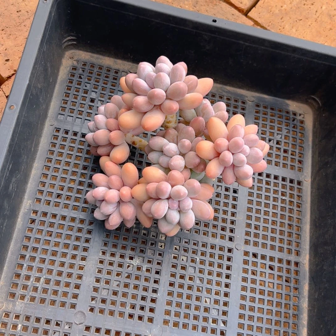 发货3111111111111111111