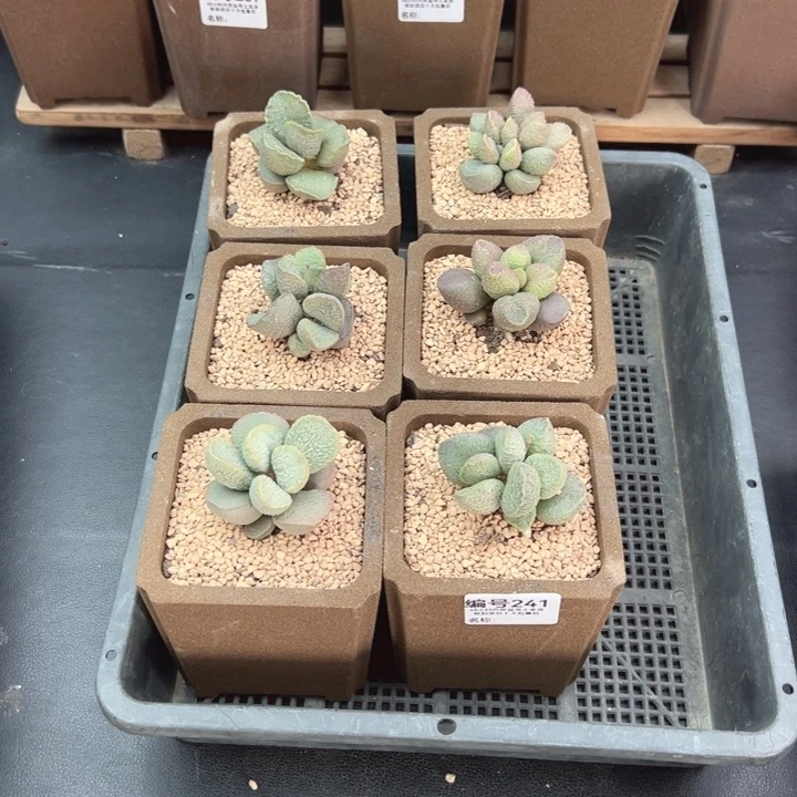 有**肉241多肉水泡6颗多肉植物