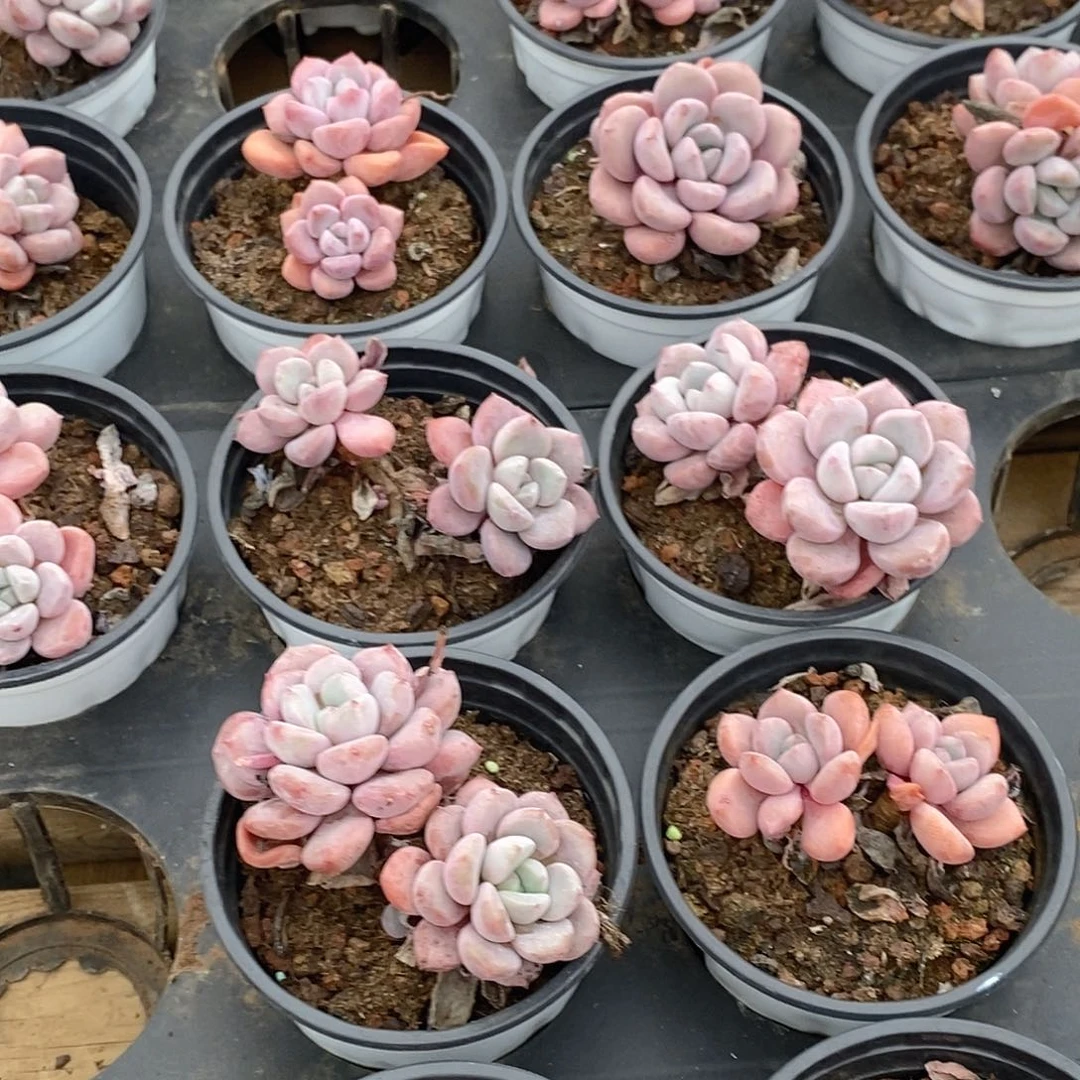 89白鹭双头，多肉植物