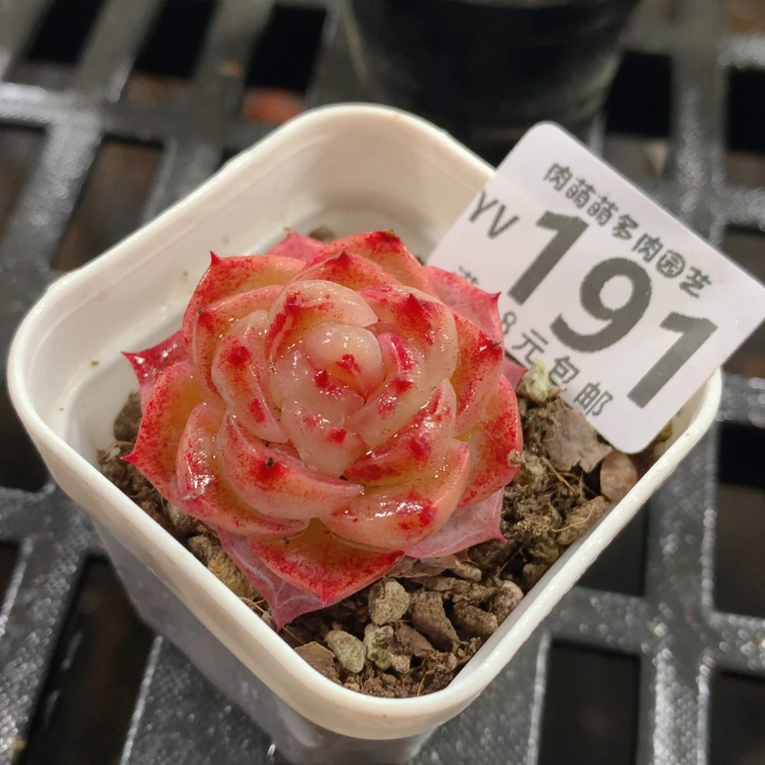 肉萌萌拇指盆精控多肉YV191