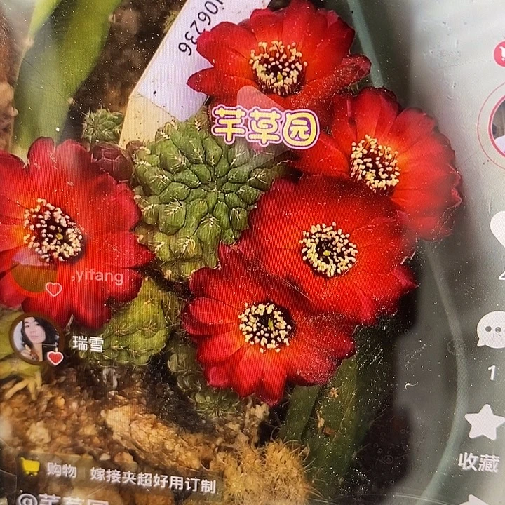 袖铺柱嫁接烈焰宝山