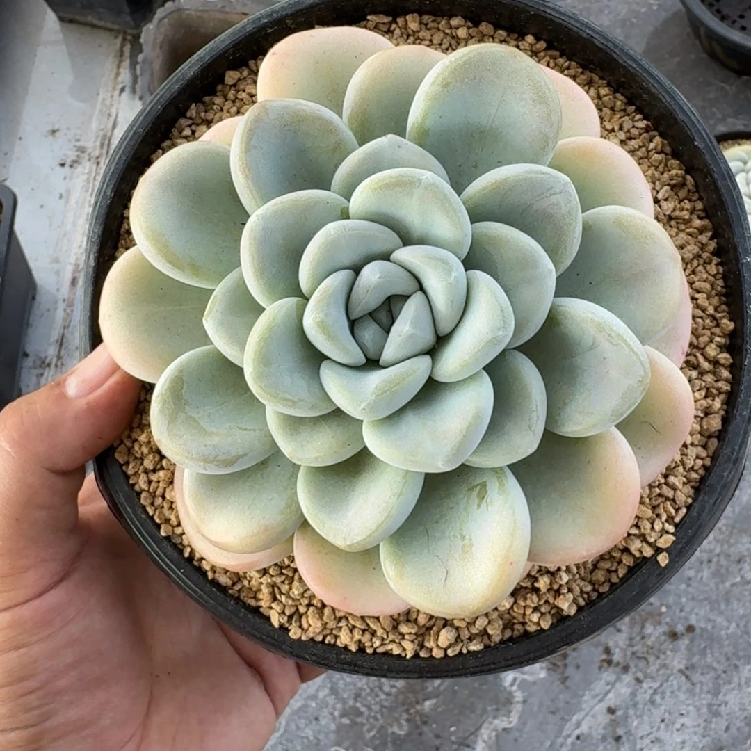 玉麒麟 单头  一物一拍