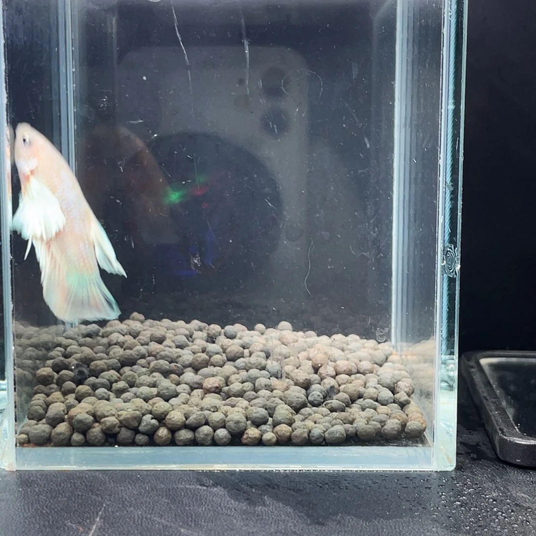 斗鱼56号97早绣球