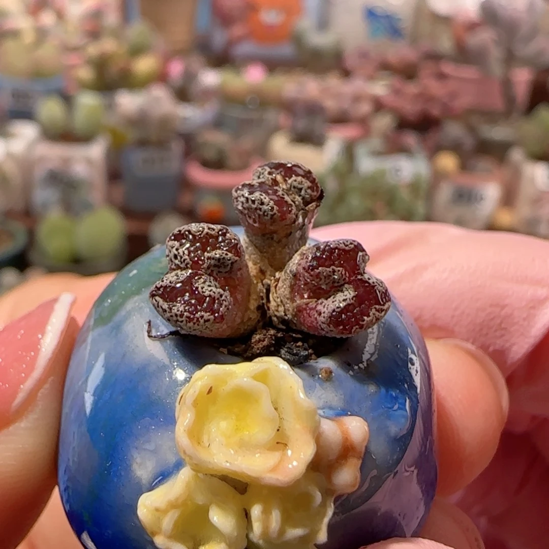 T蝴蝶勋章盆口1.5cm