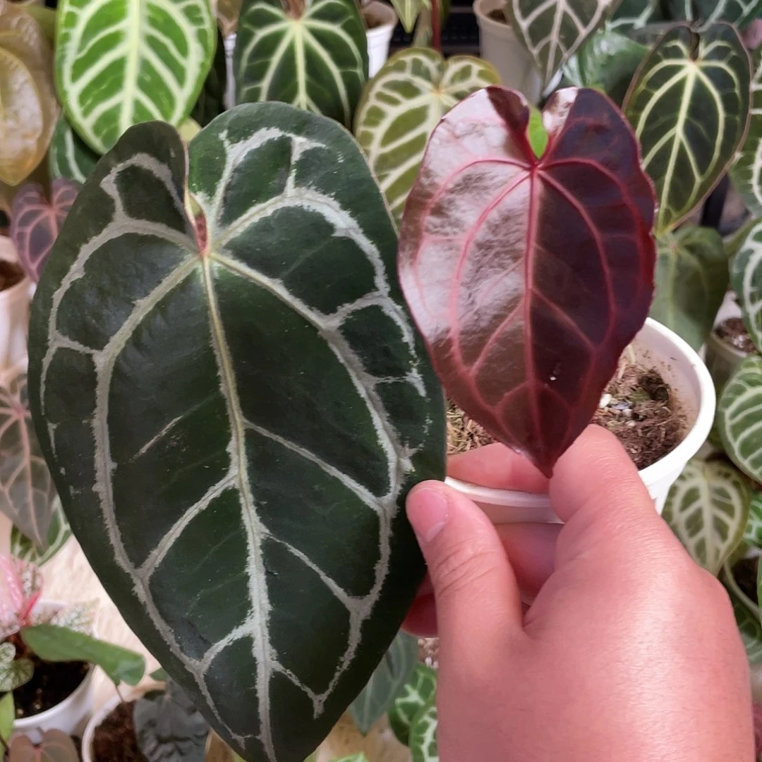 完全开放红水晶籽播