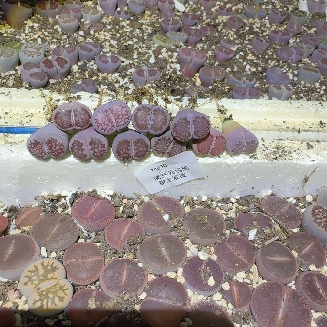 唐***棠530多肉哈哈哈哈哈哈哈