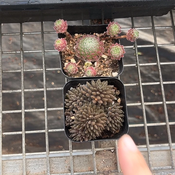 开播福利两颗 一物一拍