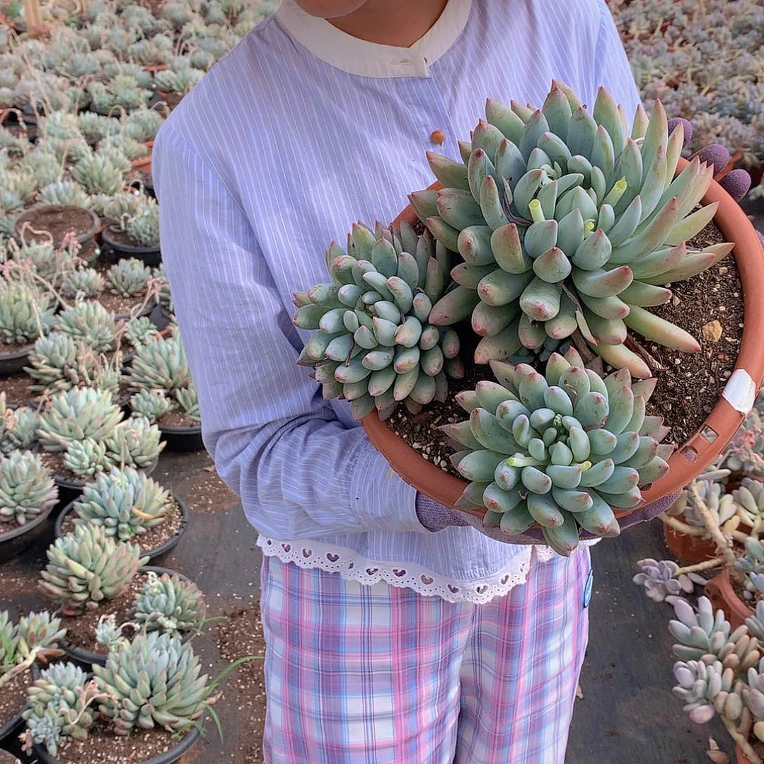 大三头所罗门19.8多肉植物