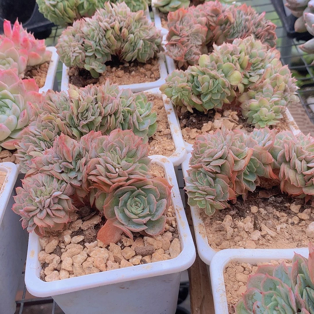 昂斯洛缀化345788899900000