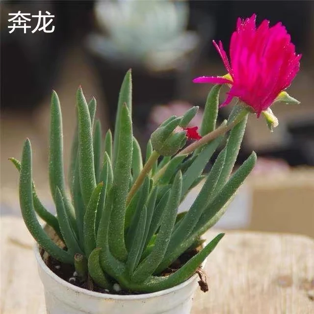 奔龙开花多肉植物