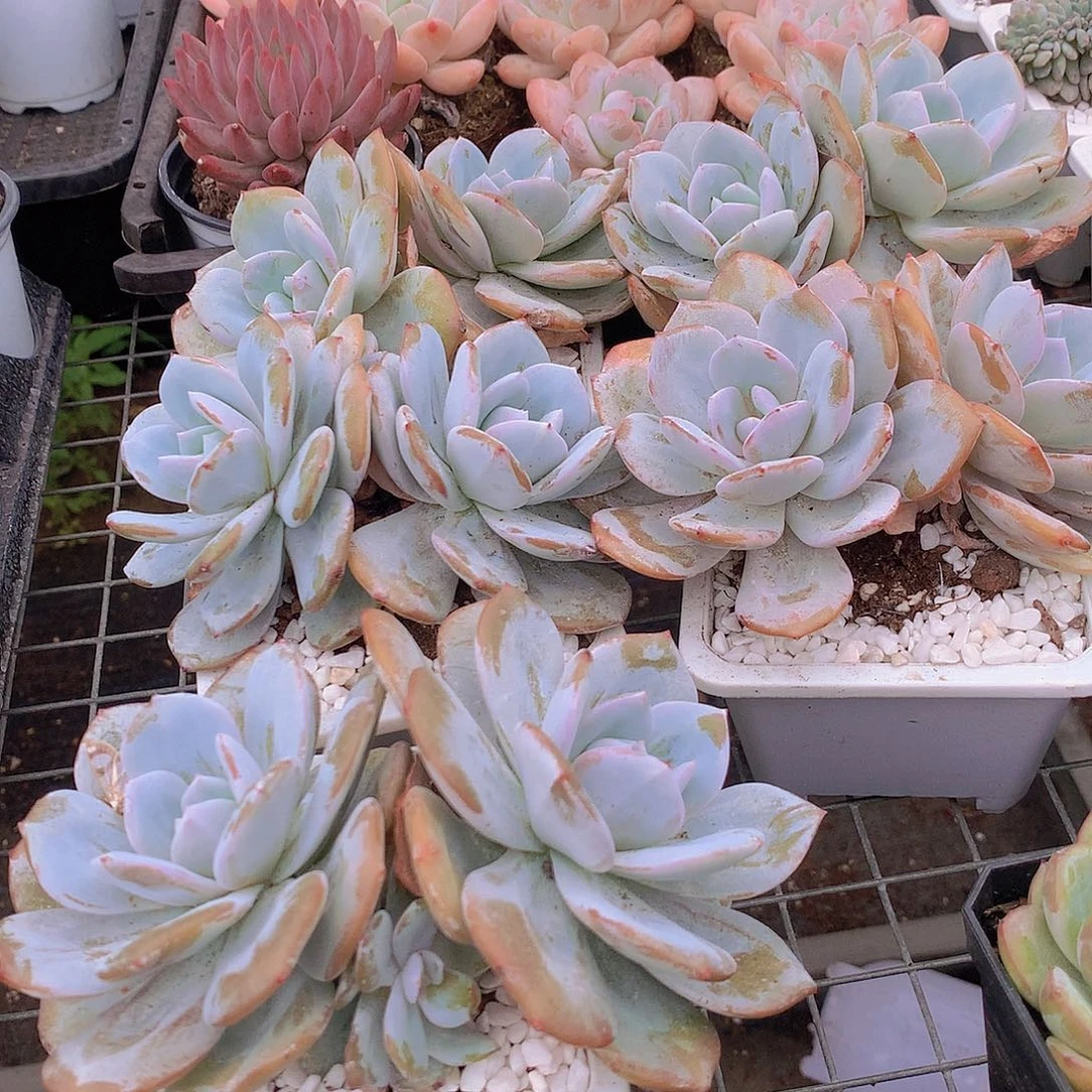 双头韩奶茶：4567788999900
