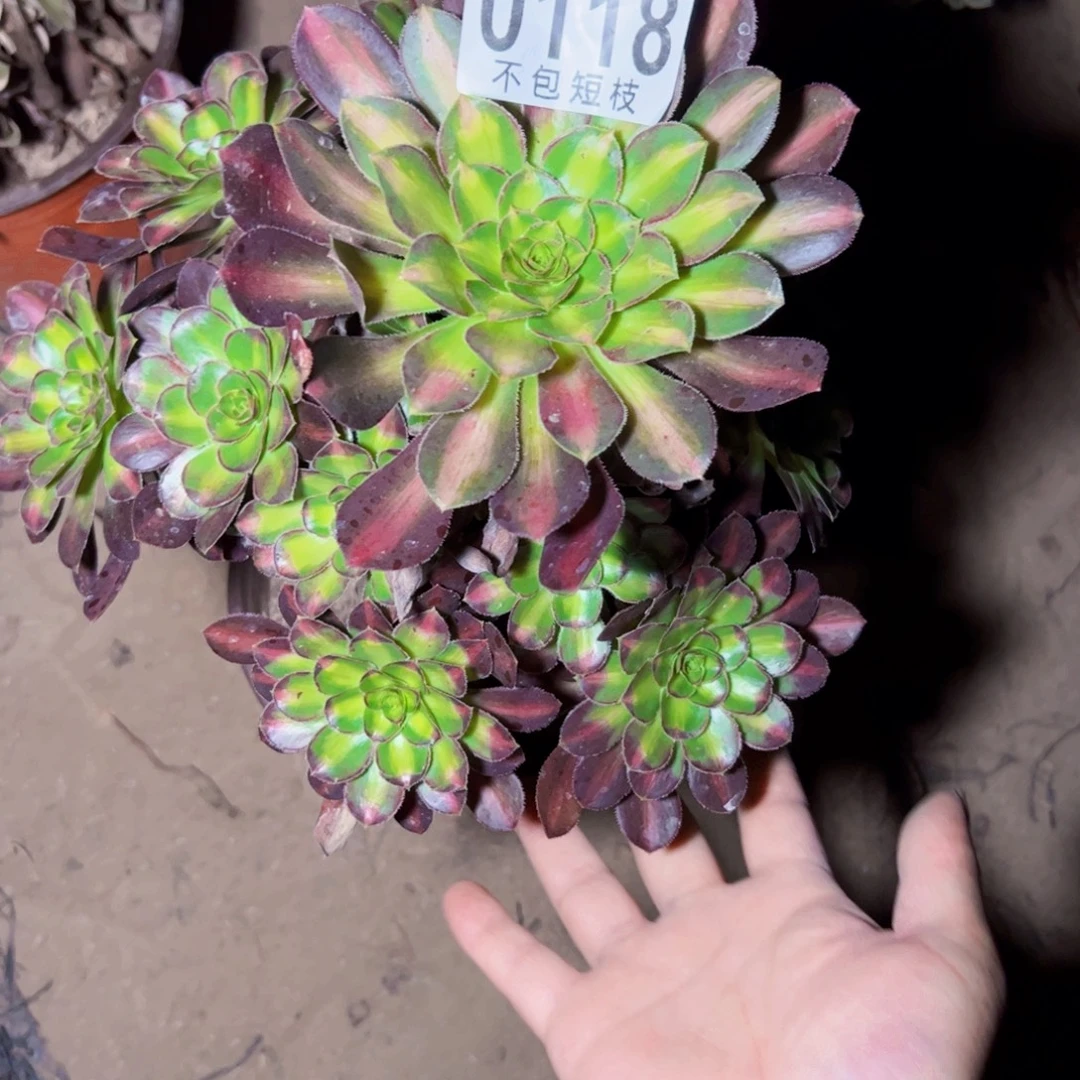 爱马仕多肉植物法师0118