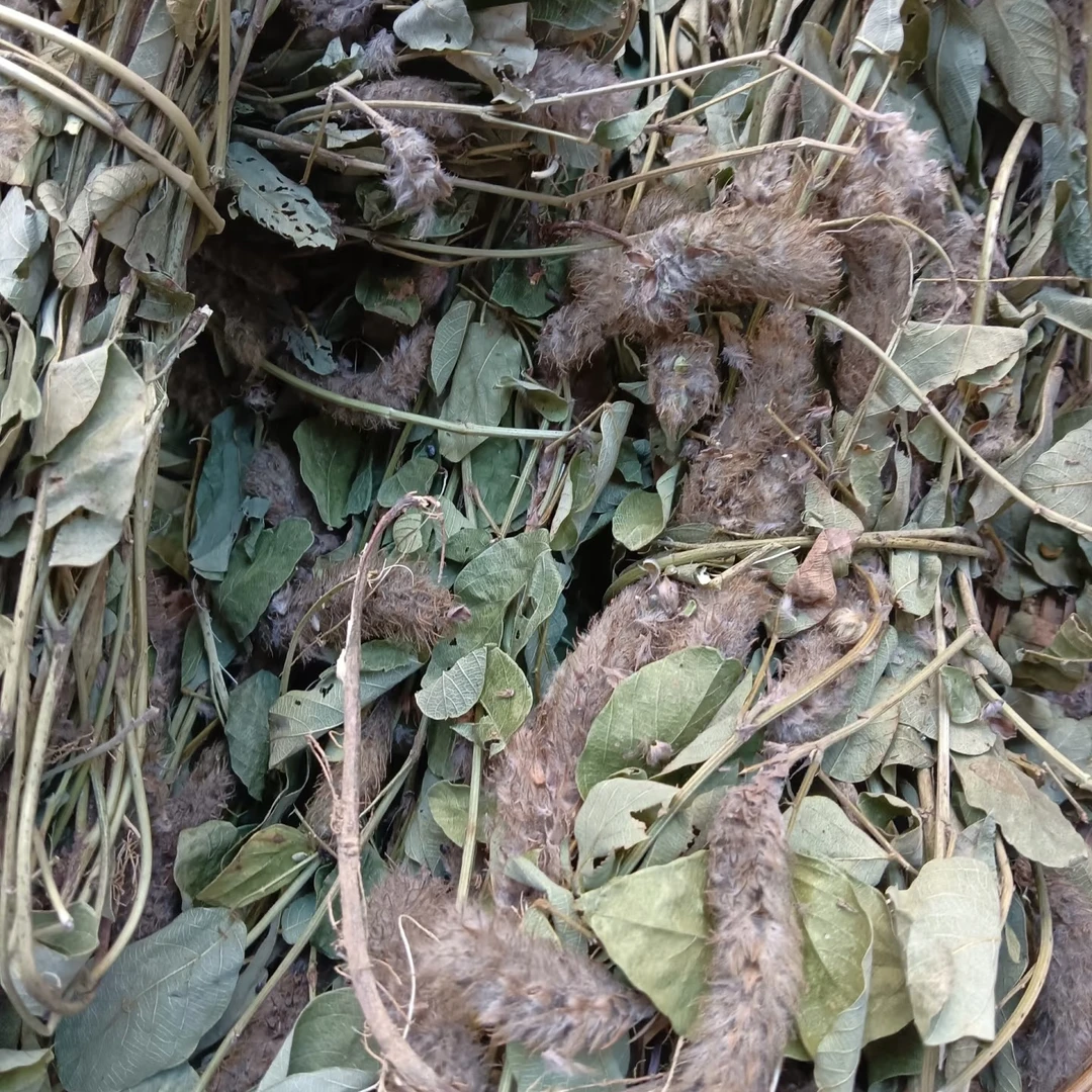 狸尾草 农家自晒无硫