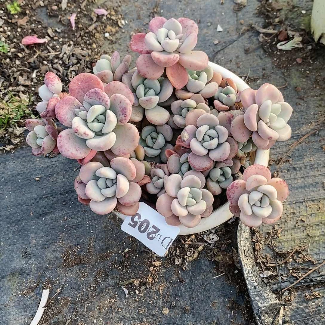 邹*婷205白鹭多肉植物