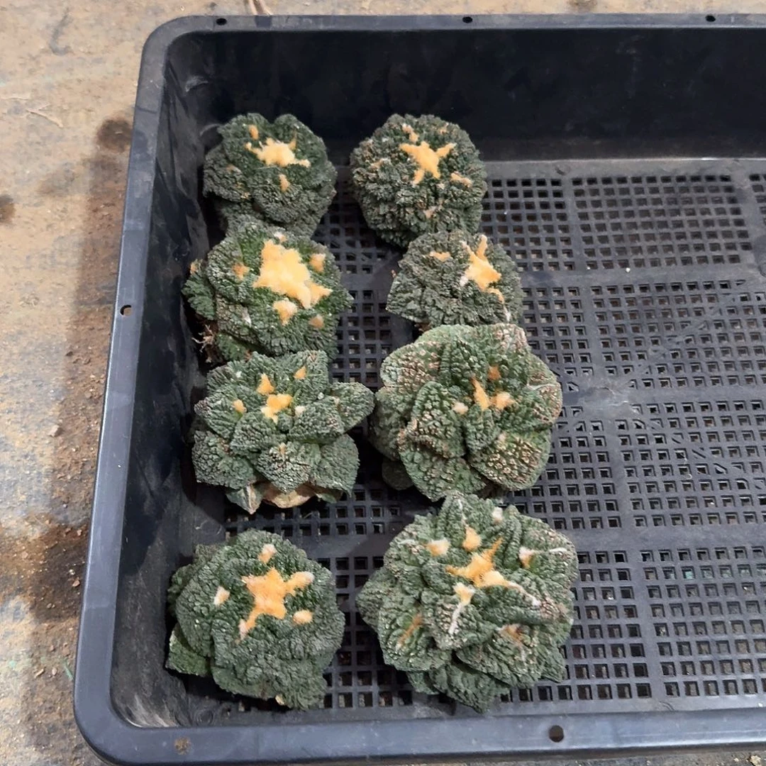 大尤哥斯拉有根5.5cm起发