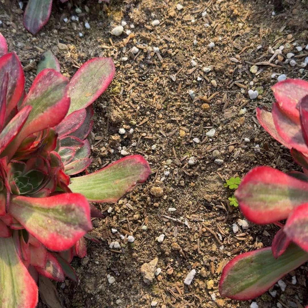 A*a017到春费用。多肉植物