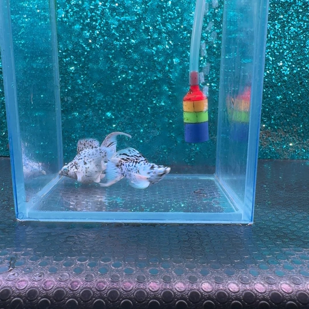 黑玛丽鱼606号玛丽2条