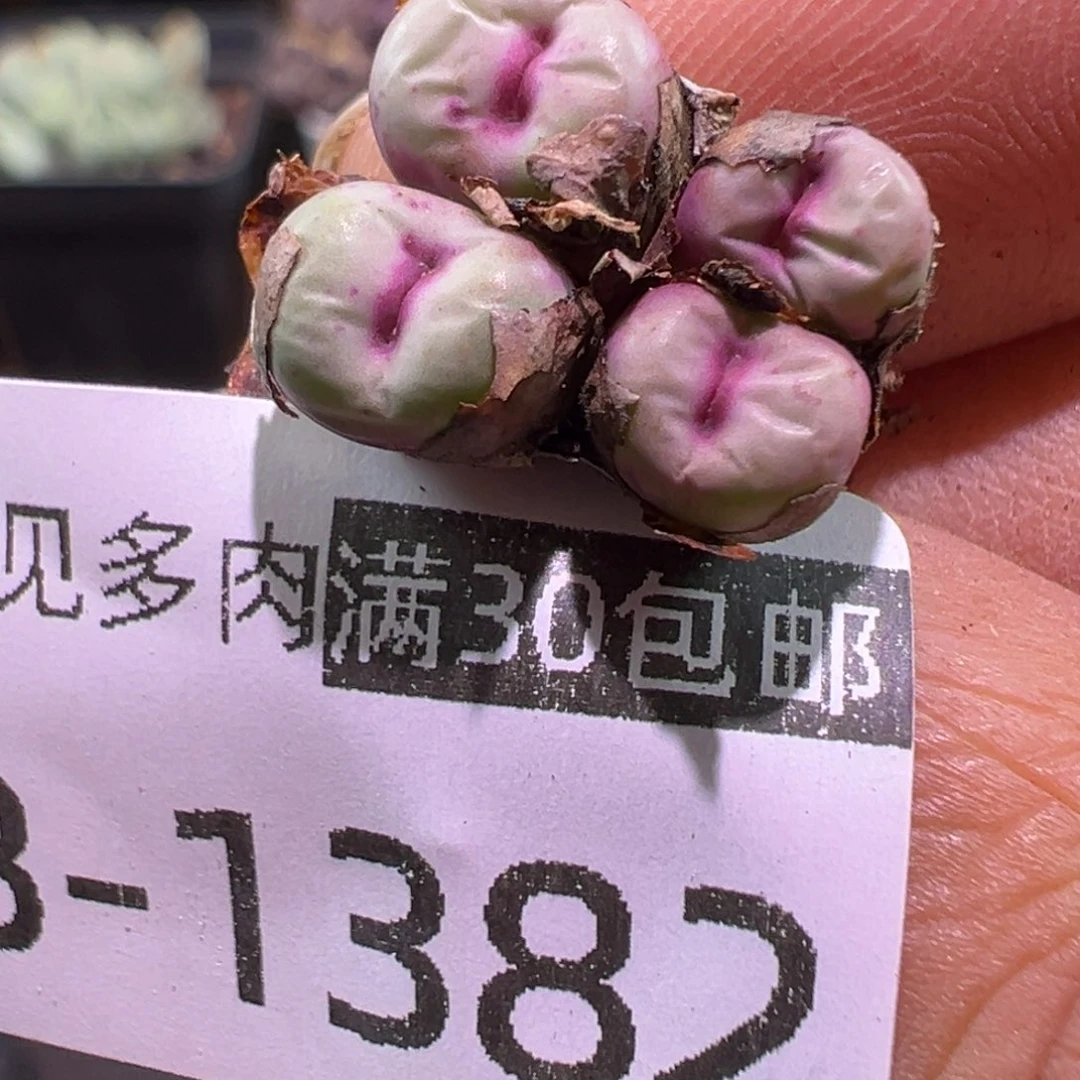 cr1329 多肉植物1111111111111