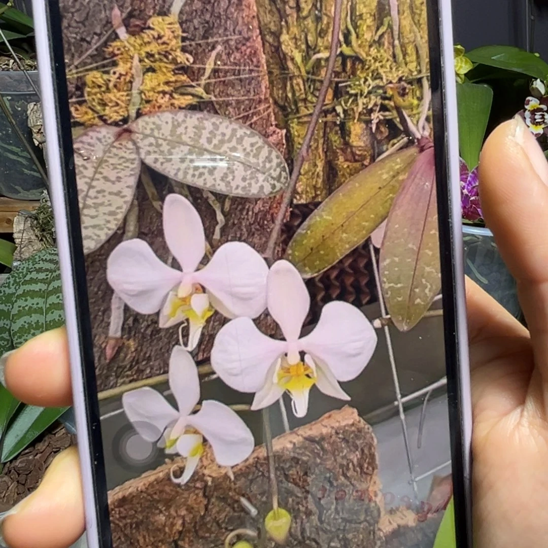 大部分开放少量花苞泗水阿嬷花苞苗