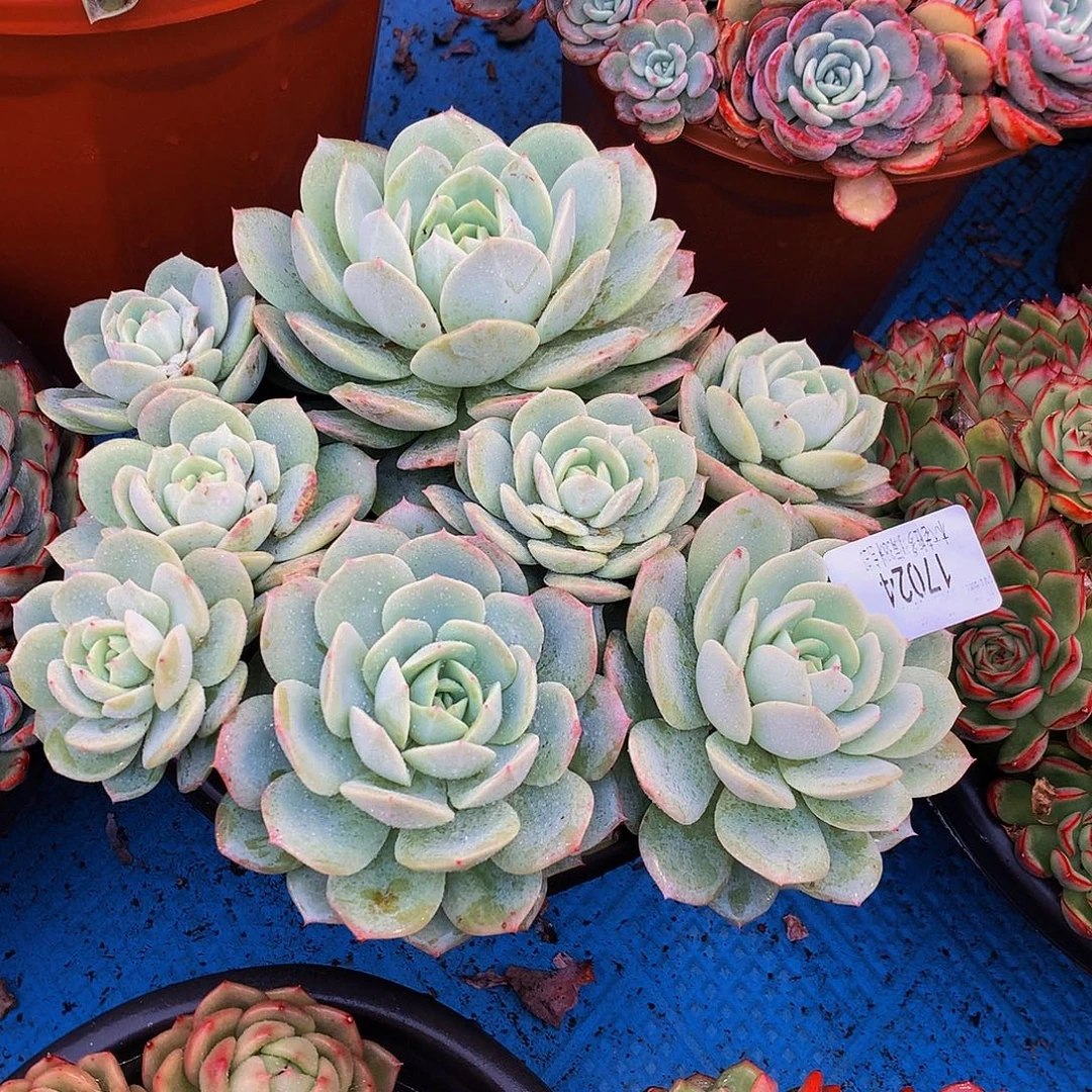 牛***啡    恋曲多肉17024