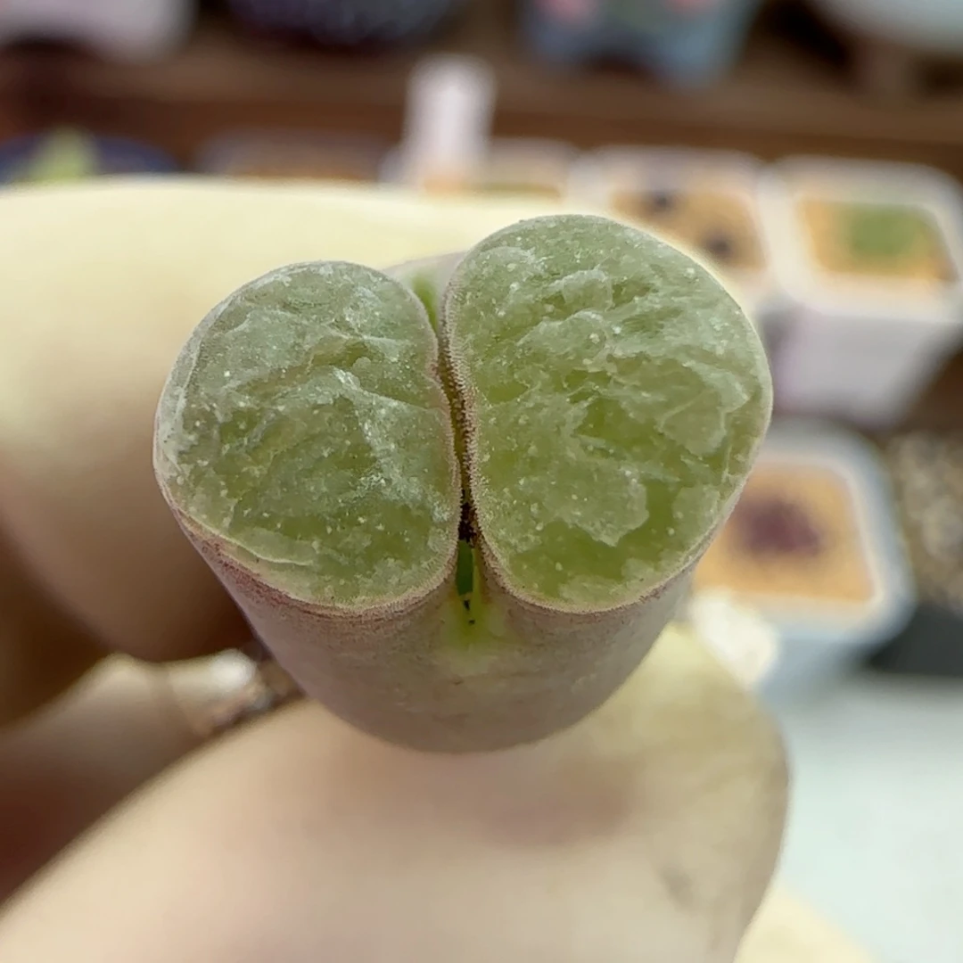 057磁铁优选福利