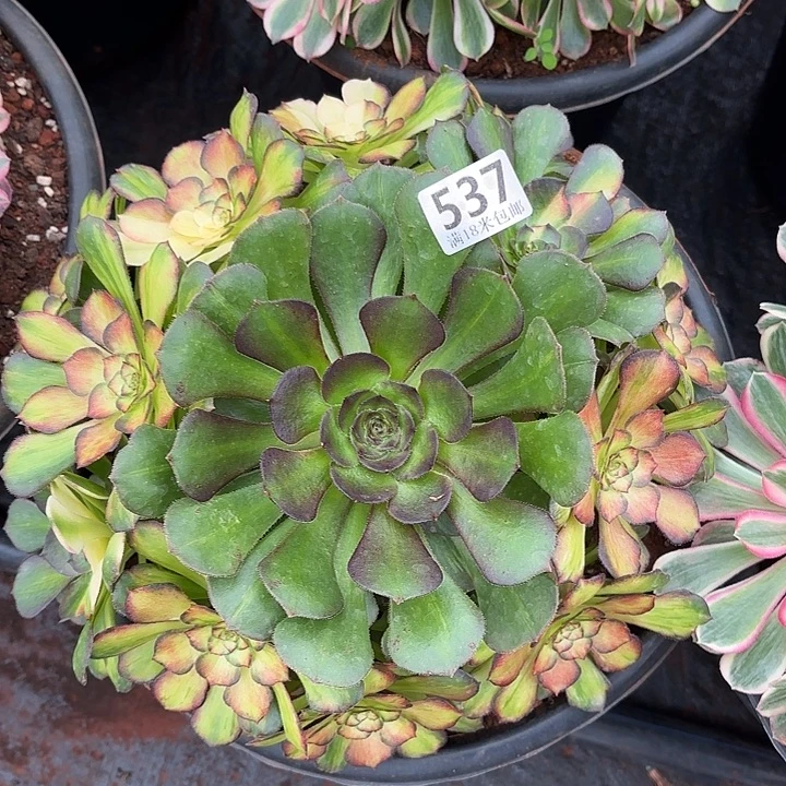 537海王七彩诺米多肉法师锦不包侧枝断枝