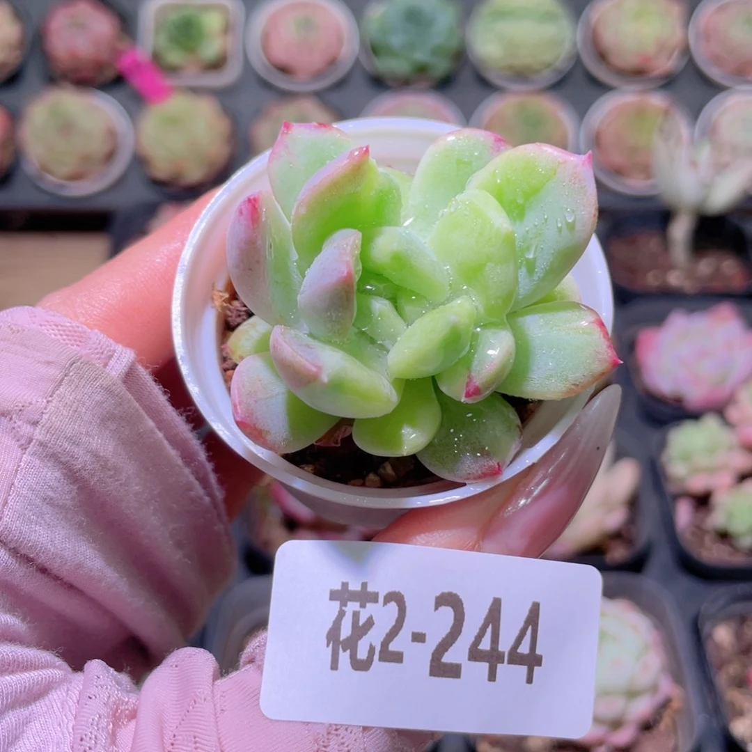 花利美2-244新品锦