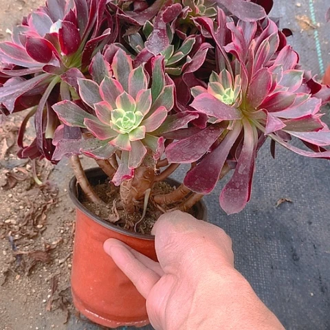 188金丝多肉植物