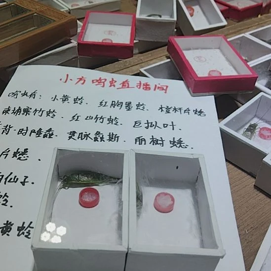 料***沈蟋蟀橙杆片蟋，橙杆片蟋