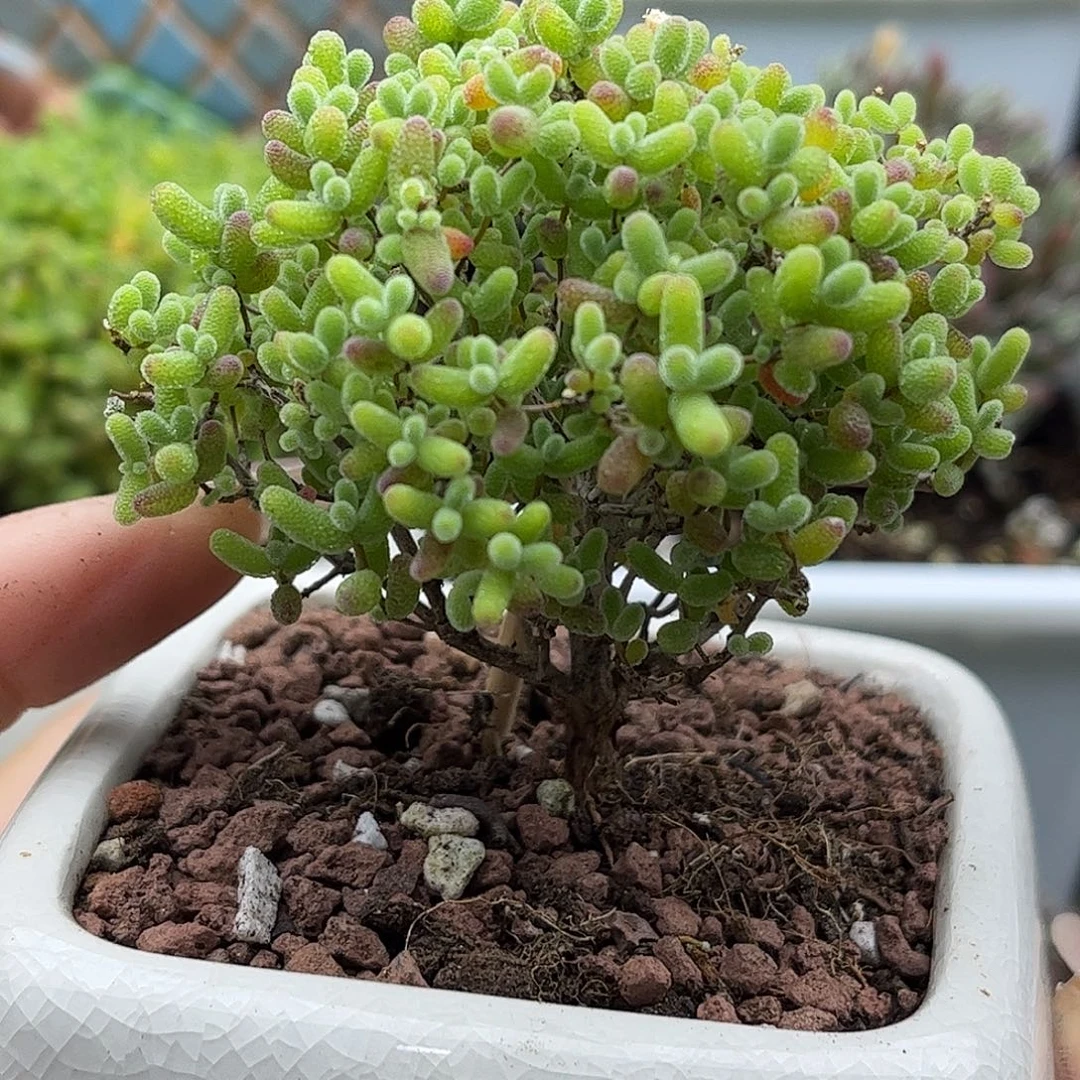 004蜜桔糖球带盆优选枝干