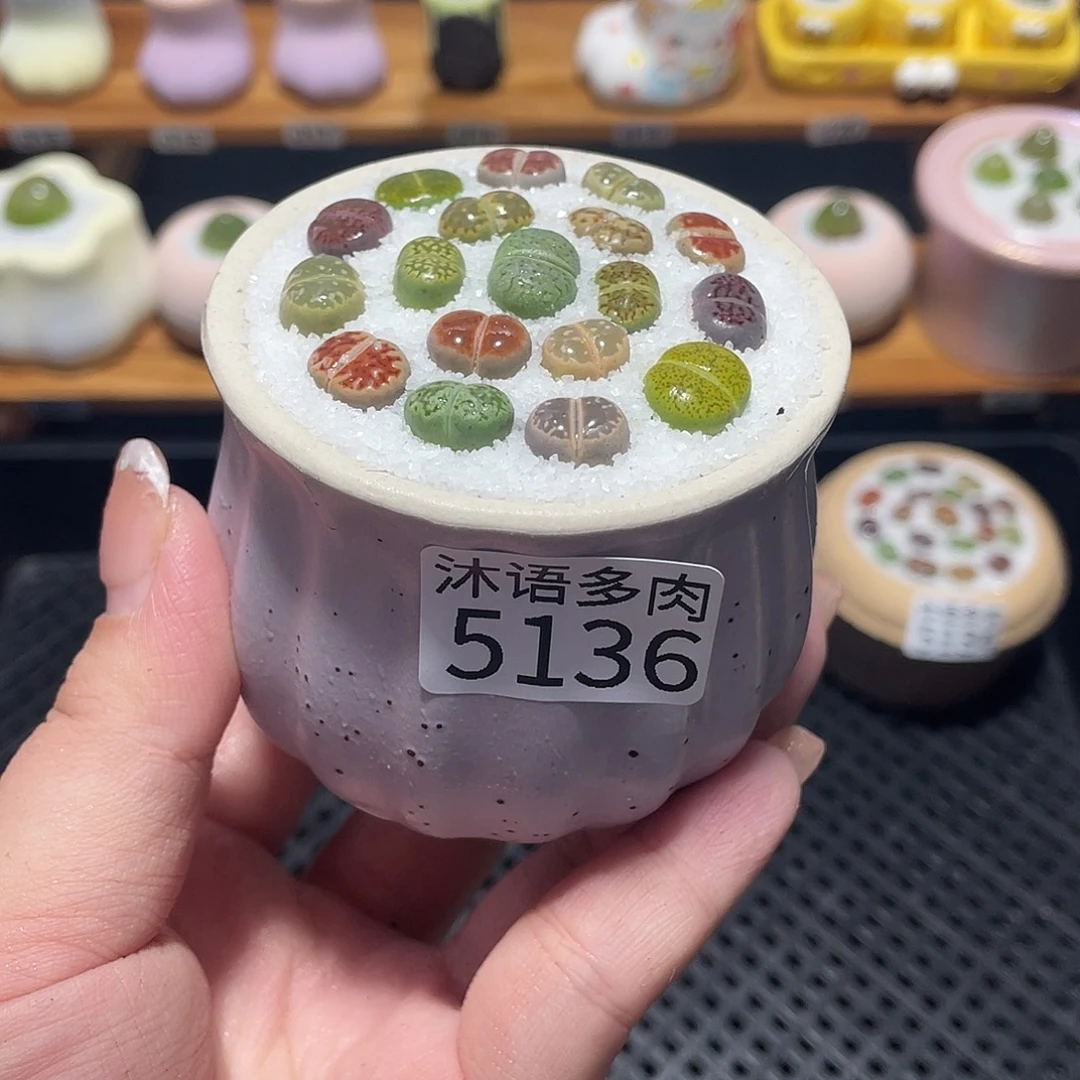 带盆土植物 一物一拍5136