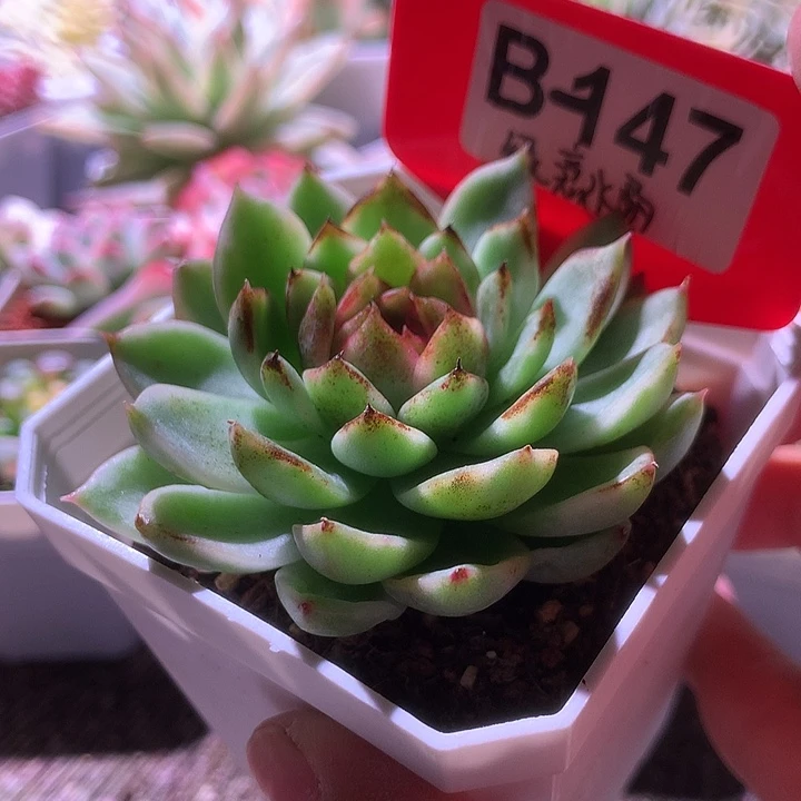 绿意水晶有根有根