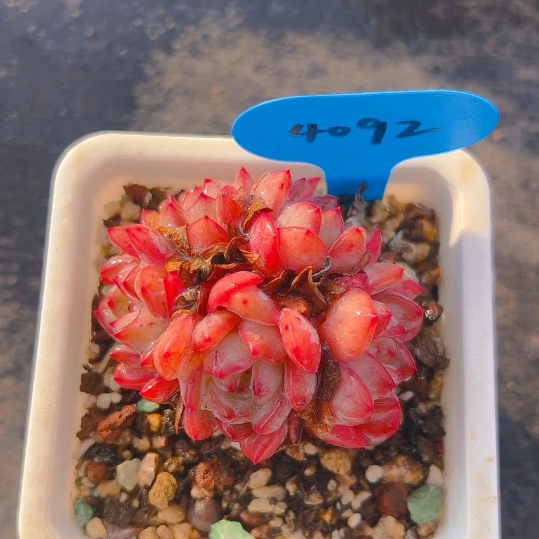 控养五头全明星4092号一物一拍