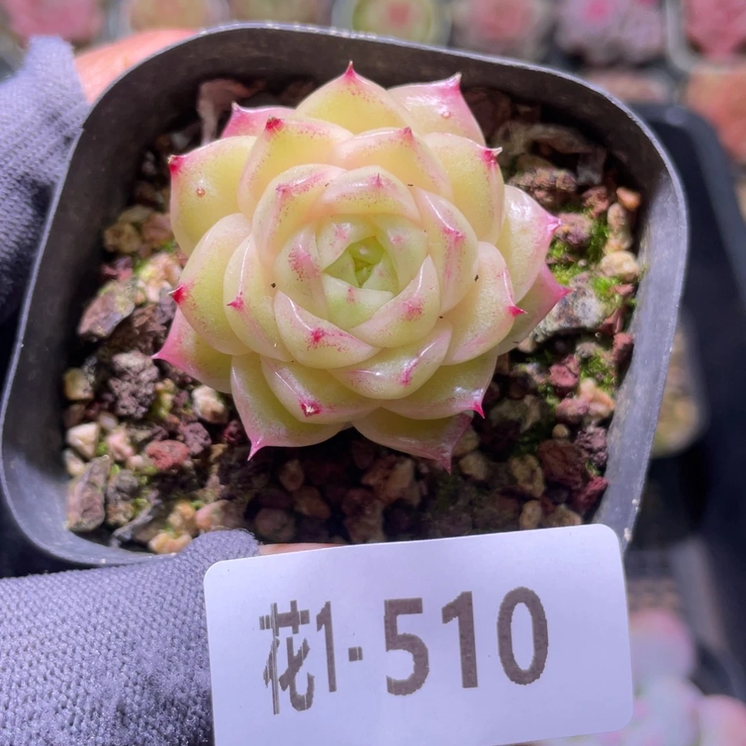 花利美1-510麦秆
