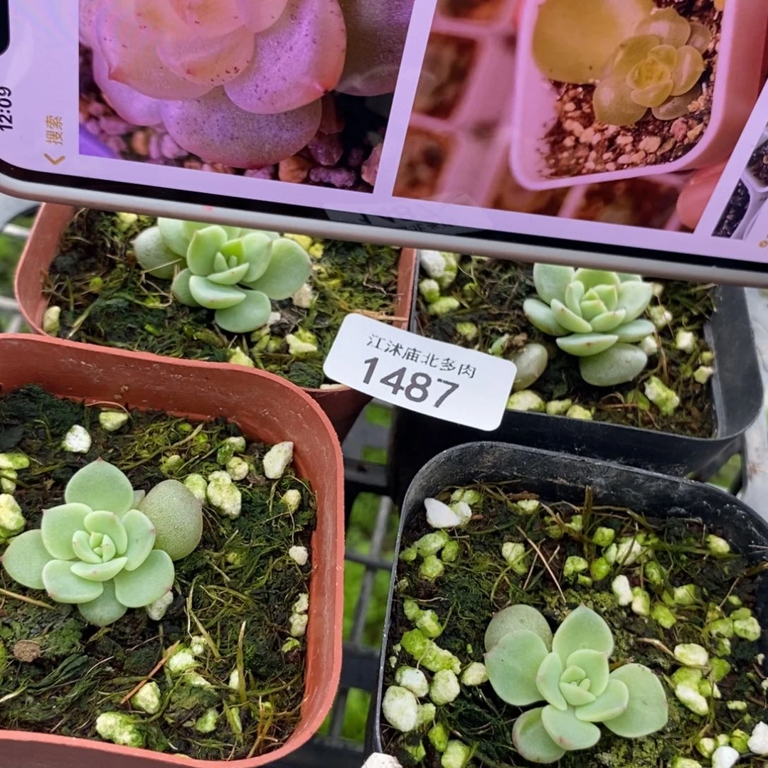 标147若沁一个多肉